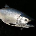 Chinook Salmon Skin Chinook Salmon Skin mount